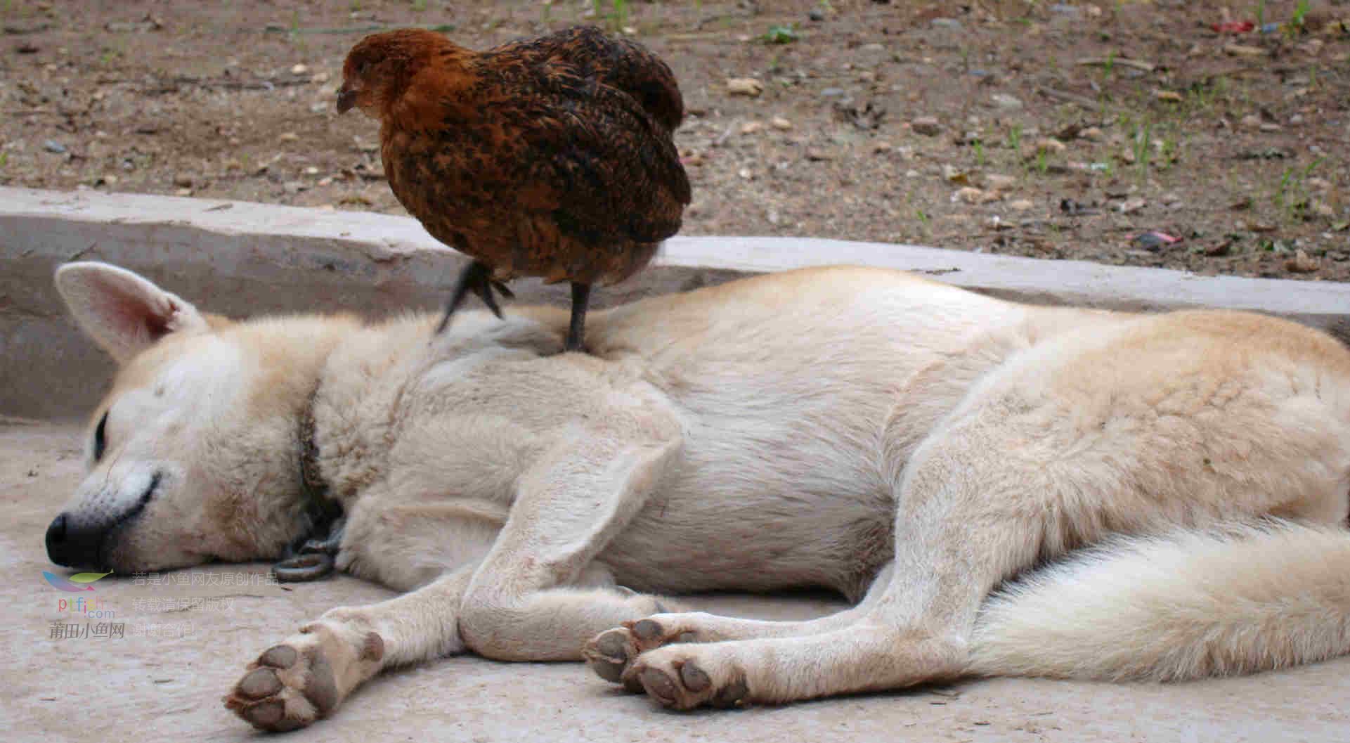 从鸡飞狗跳到鸡在狗身上睡觉---和谐呀!