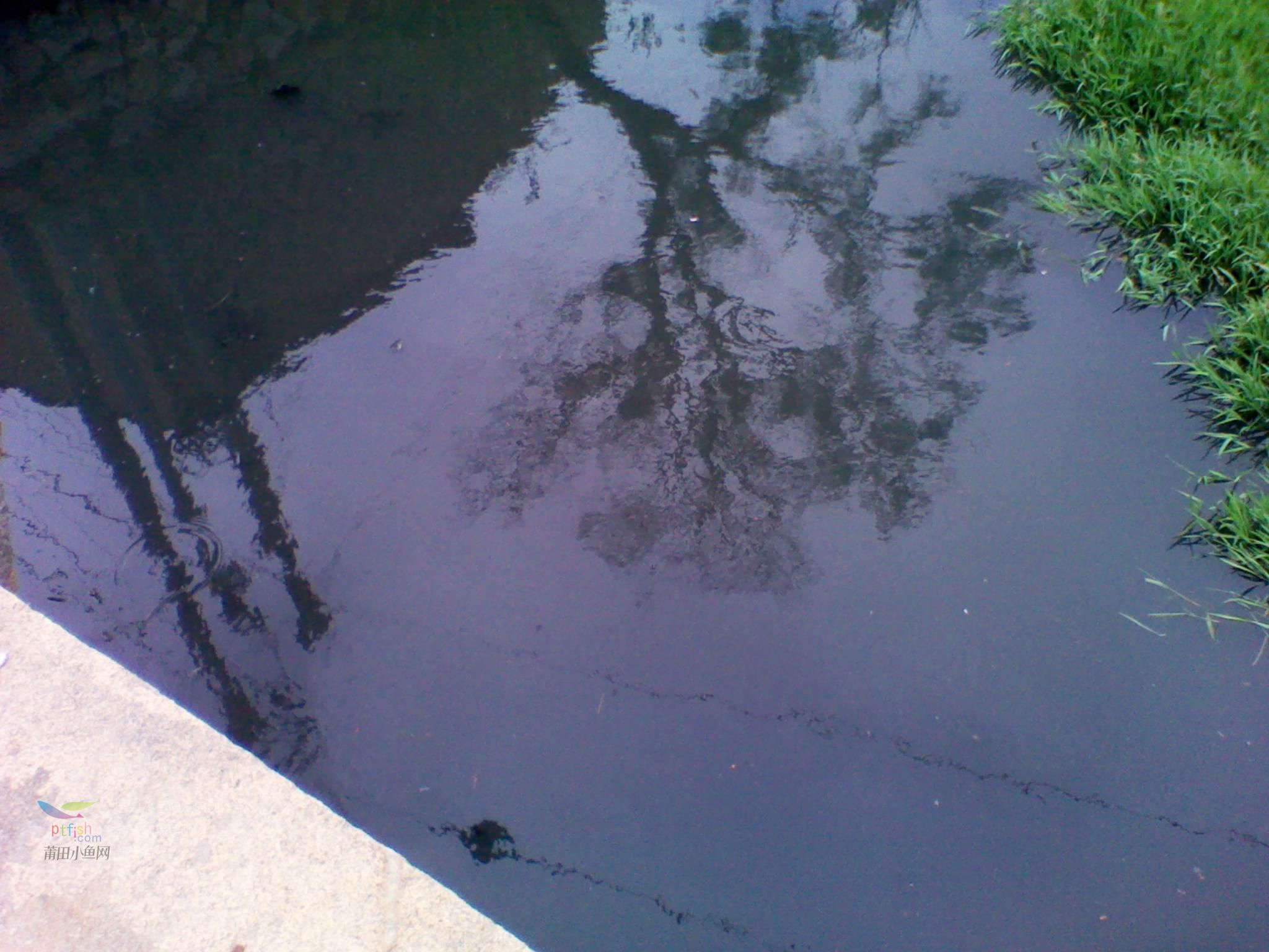 莆田秀屿区平海镇北峤的溪水都变色了,黑黑的