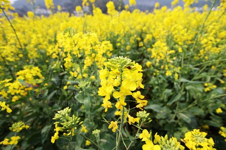 莆田坪盘油菜花