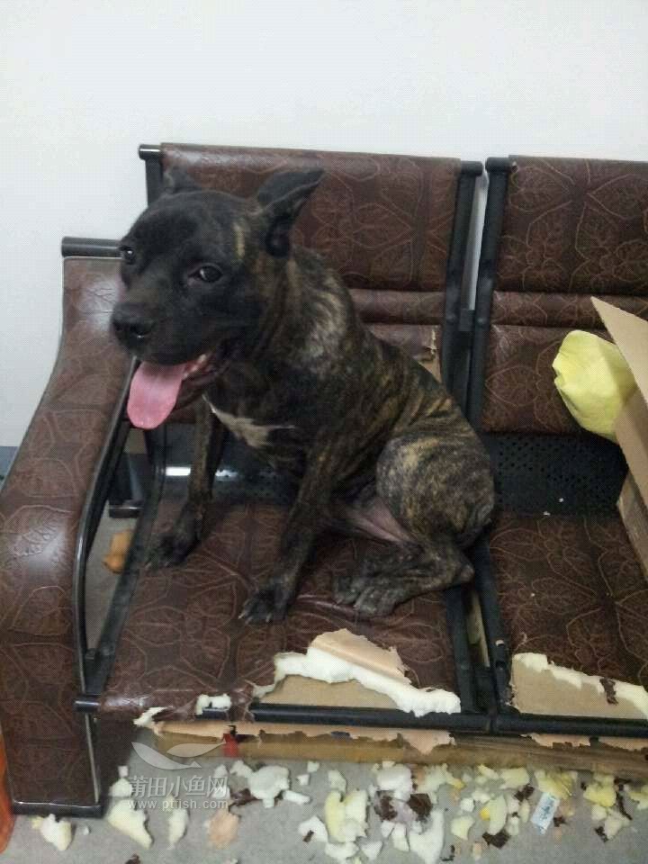 狗咬了别人家的沙发,请问我应该赔多少钱!
