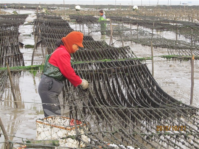 [生活新知] 相机记录下2012湄洲头水紫菜的成长历程