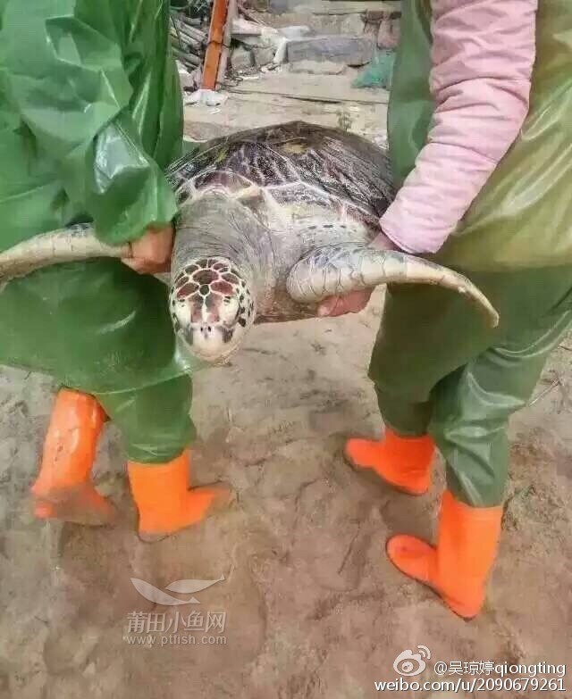北高镇东皋村的村民打捞到一只千年老龟重1百