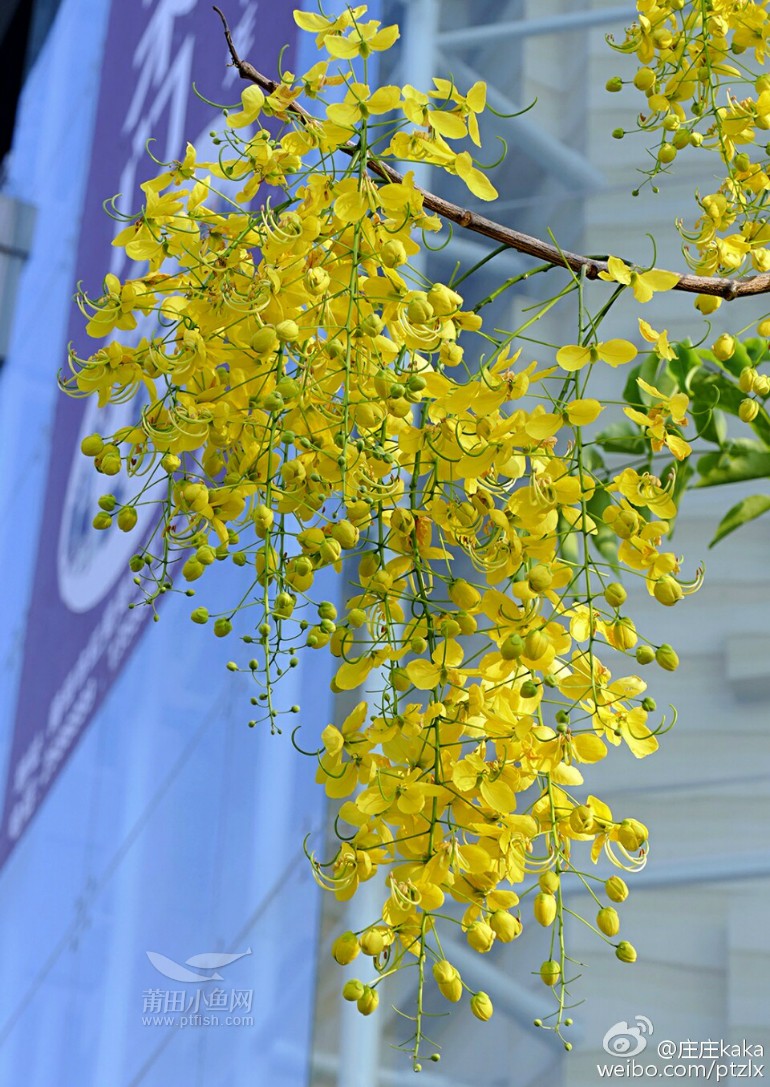 东圳路上腊肠树花开，满树金黄!
