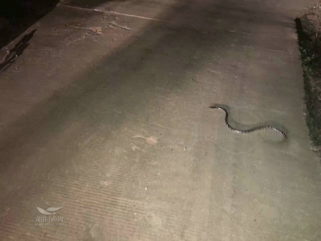 半夜在山里偶遇剧毒银环蛇,是世界上最毒的蛇