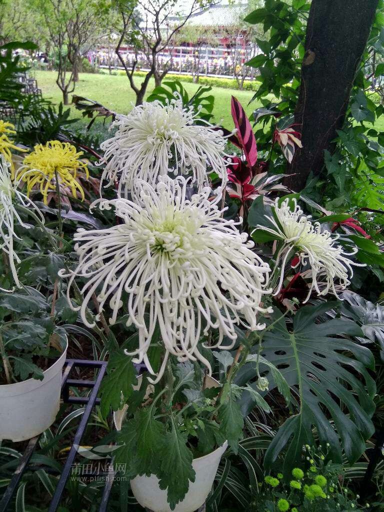 菊花爆满山!