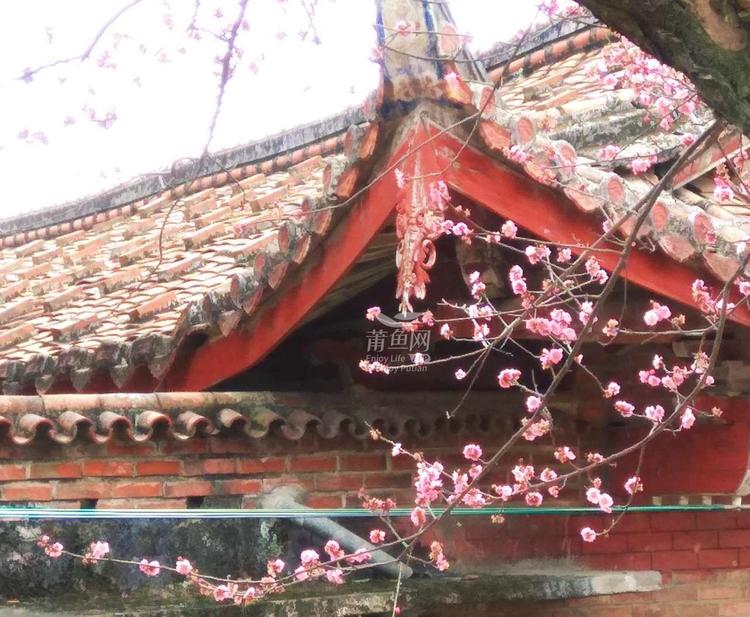 【惯例】带娃去梅峰寺～听佛乐赏梅闻梅香