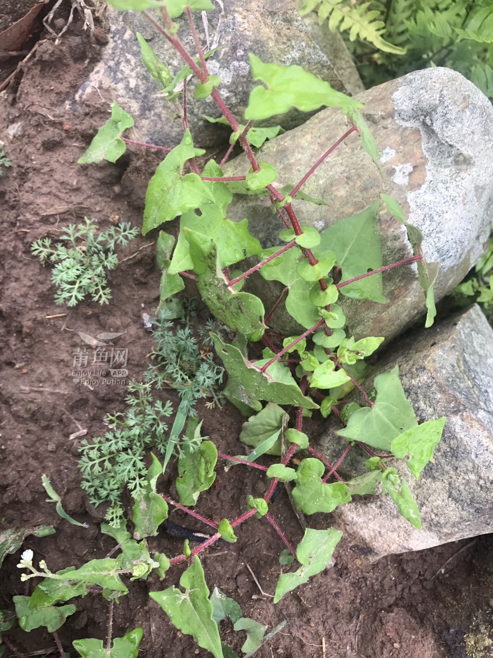 治疗"飞蛇""板蛇" 雨天现挖草药